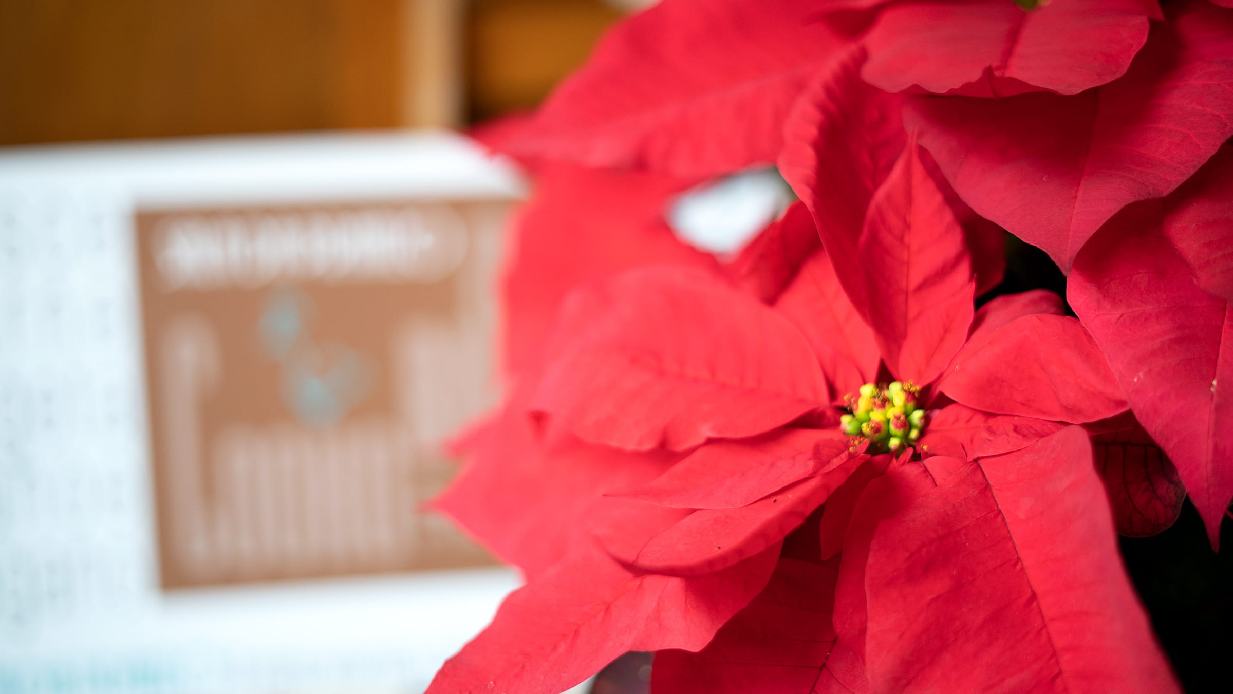 San Silvestro e Capodanno